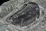 Pedinopariops Trilobite - Mrakib, Morocco #88873-4